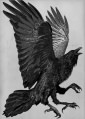 Three-legged Crow.jpg
